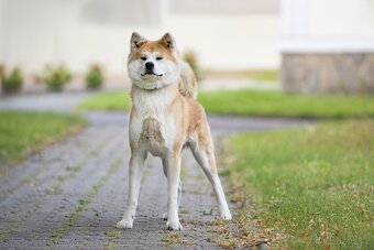Štěňátka Akita inu s PP - 2