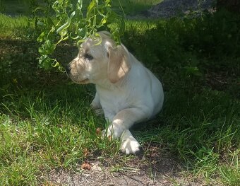 Nabídka štěněte labradorského retrievera - 2
