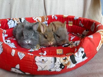 ♥️zakrslý králíčci 1x samička 2x sameček - 2
