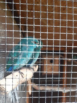 kakariky - 2
