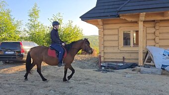 Huculská klisna, hucul, rekreace, vyjížďky, hipoterapie. - 2