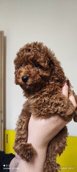 Štěně toy pudla - 2