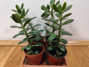 Tlustice vejčitá - crassula ovata - 2