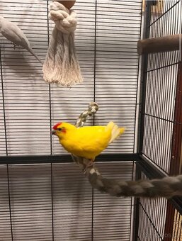 Kakarik a andulka - 2