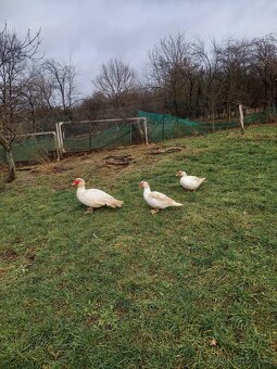 Prodám chovné kachny pižmové a kačera - 2