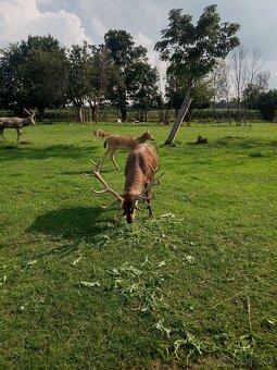 Jelení,mufloní,dančí zvěř - 2