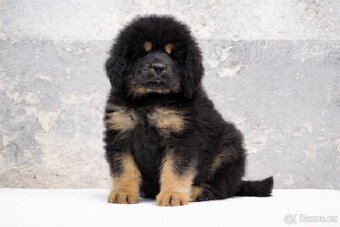 Tibetská doga - 2