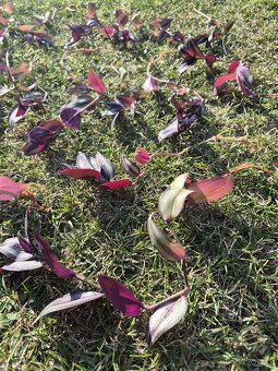Tradescantia Zebrina - 2