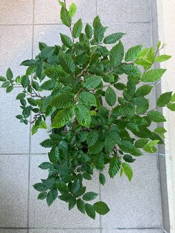 Bonsai, Bonsaj, habr obecný - 2