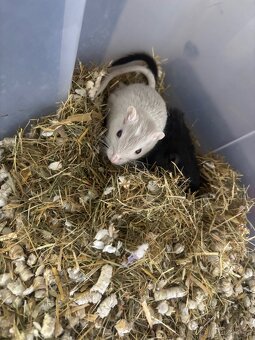Pískomil mongolský - mláďata k odběru - 2
