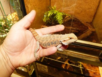 Agama vousatá (Pogona vitticeps) - 2