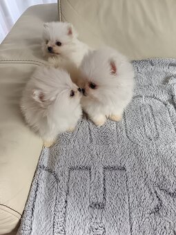 Pomeranian - 2