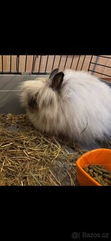 Teddy - 2