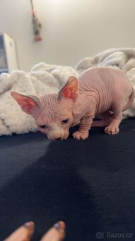Koťe Sphynx - 2