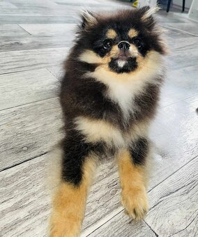 POMERANIAN MINI - 2