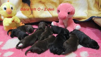 Labradorský retrívr - 2