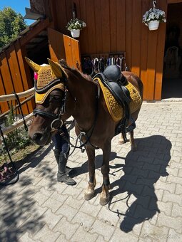 Predam sikovneho S pony - 2