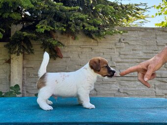 JACK RUSSELL TERIER - stenata s PP - 2