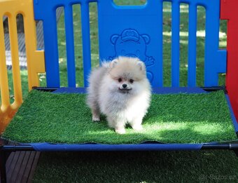 Pomeranian štěňátka s PP - 2
