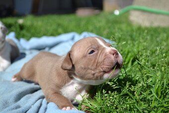American bully - 2