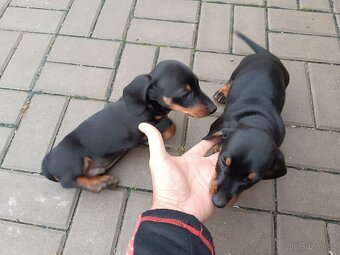 Prodám čistokrevné krátkosrsté jezevčíky - 2