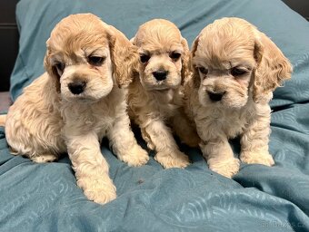 Americký kokršpaněl s PP - 2