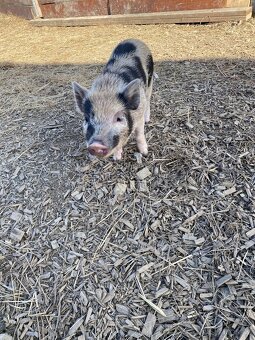 Gottingentská miniprasátka - 2