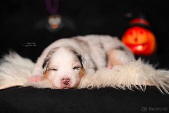 Australský ovčak - štěně s PP na prodej - 2