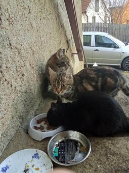 😺 Venkovní koťátka zdarma – skvělí lovci myší 🐭 - 2