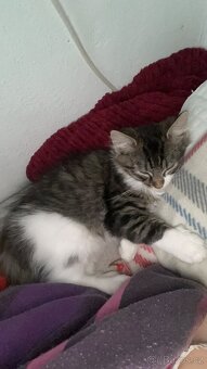 Darujeme koťata – dva kocourci (možno spolu i jednotlivě) - 2