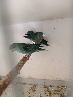 Aymara pruhovaný - 2