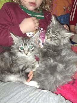 Mainská mývalí koťátka bez PP - 2