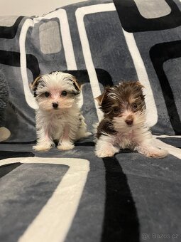 Jorkšírský teriér Biewer - 2