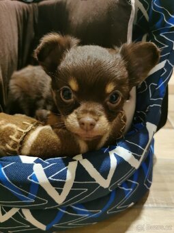 Čivava dlouhosrsta - 2