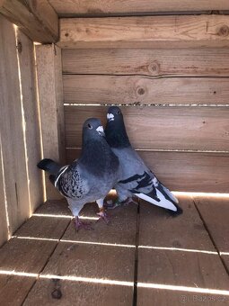 Holuby štandard - 2