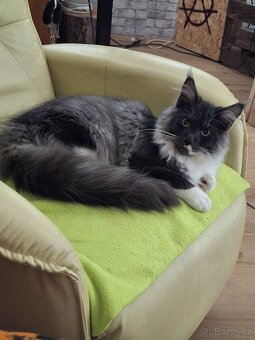 Mainská Mývalí - 2