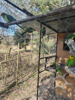 Papoušek nádherný - 2