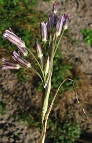 Česnek cupaní - Allium cupani - 200 semen 50 Kč - 2