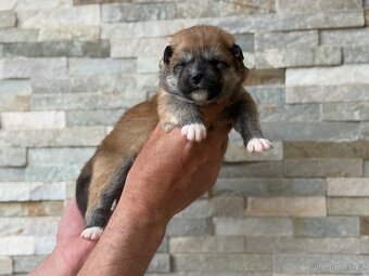 Akita Inu s PP - 2