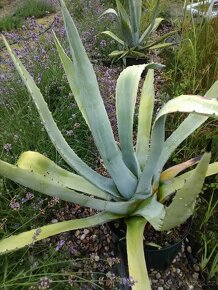 Prodám AGAVE - 2