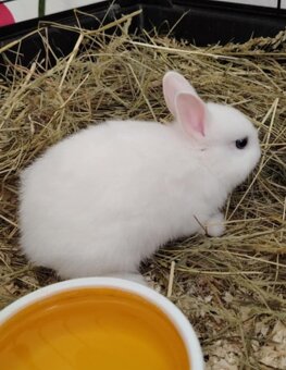 Zakrslý bílý králíček / králík Hermelín modrooký. - 2