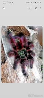 Avicularia versicolor - 2