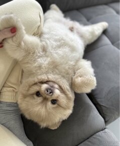 KRYTÍ Pomeranian - 2