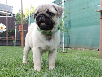 MOPS s PP.FCI - 2