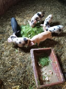Prodám selata  Kune kune - 2
