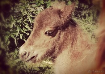 Krásný hřebec minihorse - 2