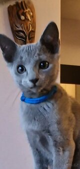 Ruska modrá koťátka s pp - 2