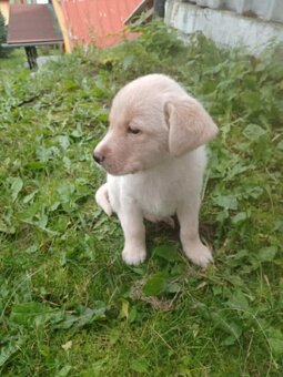 Labradorský retrívr bes pp - 2