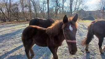 Prodám letošního hřebečka SN - 2