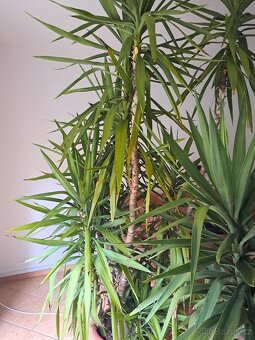 Prodám jukku nebo rovnou dvě - 2